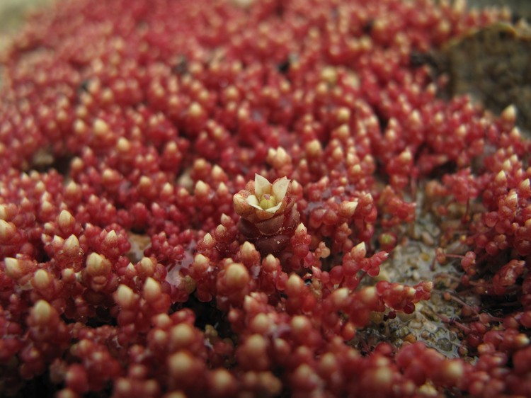 Sedum andegavense